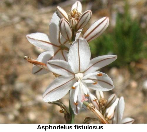 Asphodelus fistulosus.jpg